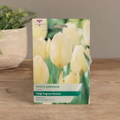 Tulip White Emperor