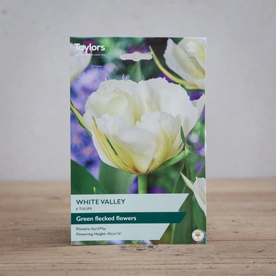 Tulip White Valley