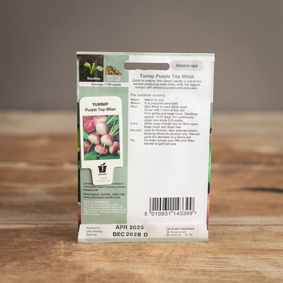 Turnip Purple Top Milan - image 2